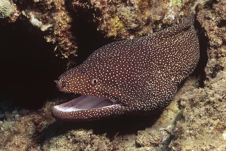 Whitemouth Moray Eel #1 Photograph by Hal Beral