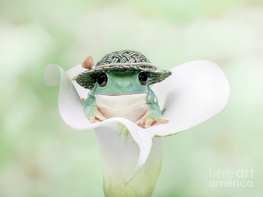 White's Tree Frog on a White Lily #1 Photograph by Linda D Lester