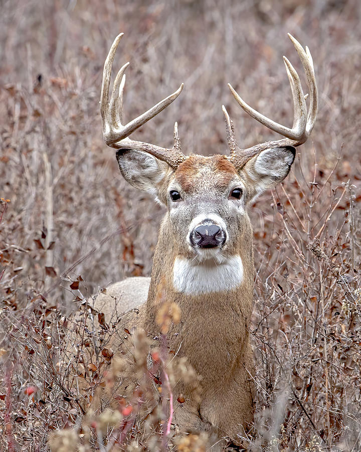 Whitetail Buck #1 Photograph by Jack Bell