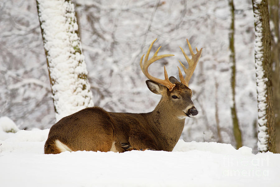 whitetail-buck-snowstorm-iii-photograph-by-gary-w-griffen-pixels