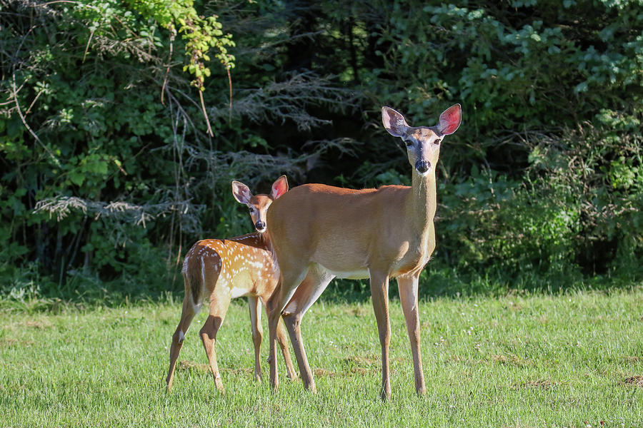 Whitetail Deer #1 Photograph by Brook Burling
