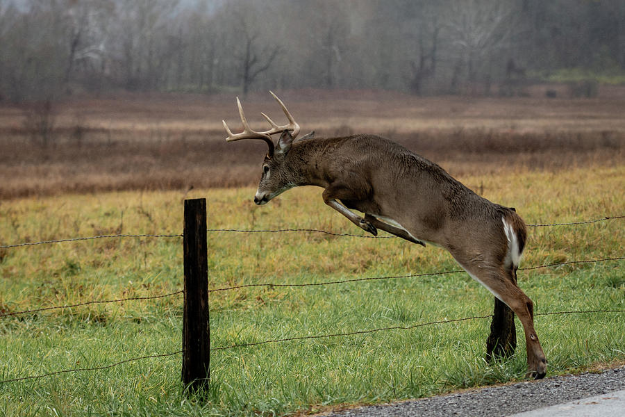 Whitetail Deer Cades Cove Photograph by Medlin Photography - Fine Art ...