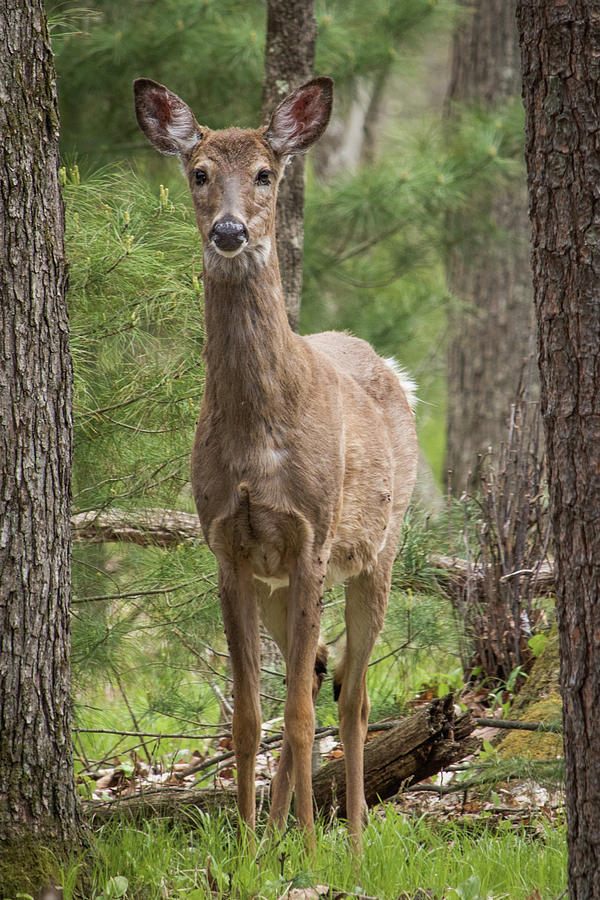 Whitetail Deer Photograph By Michael Kinney Fine Art America