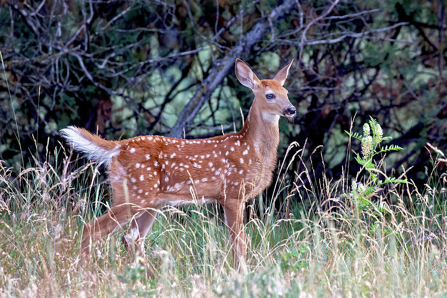 Whitetail Fawn #1 Photograph by Jack Bell