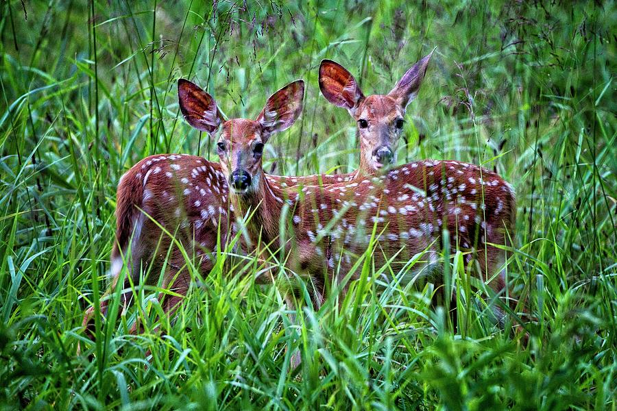 Whitetail Fawns Photograph by Ronald Lutz