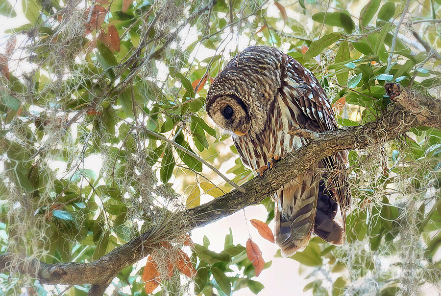 Owl Photograph - Who Goes There #2 by Mary Lou Chmura