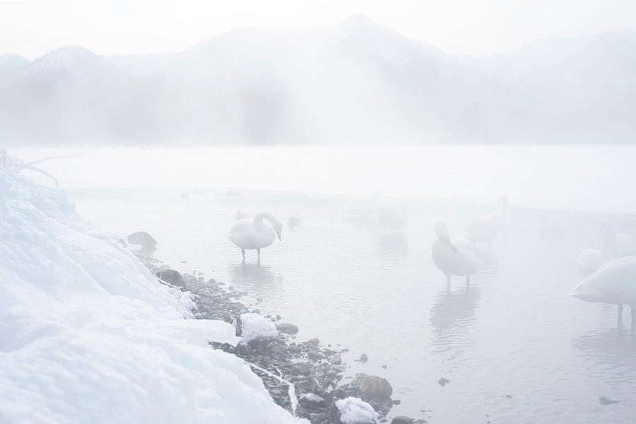 Whooper Swan in winter landscape, Lake Kussharo #1 Photograph by Kiran Joshi