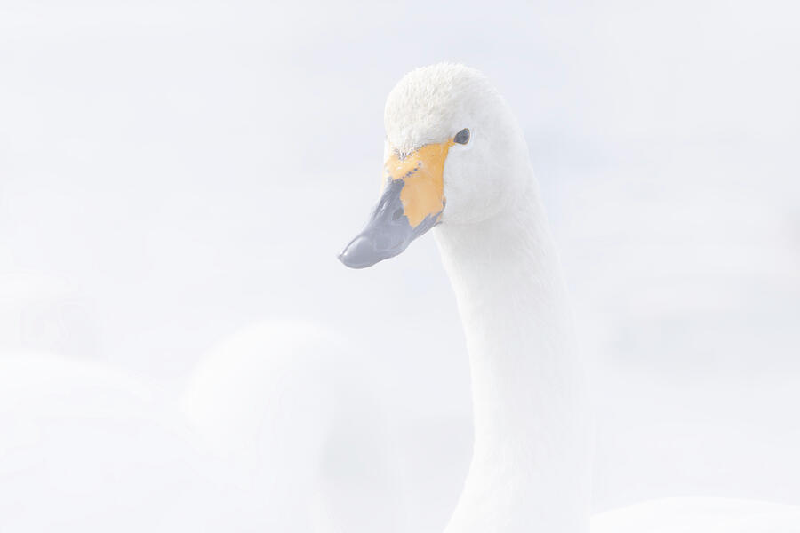 Whooper Swan, Lake Kussharo #1 Photograph by Kiran Joshi