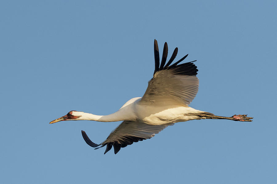 Whooping crane in Flight Photograph by Puttaswamy Ravishankar