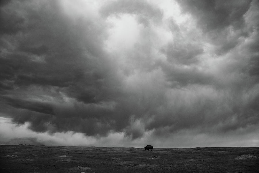 Wide shot of lone buffalo at Theodore Roosevelt National Park in North Dakota in black and white #1 Photograph by Eldon McGraw