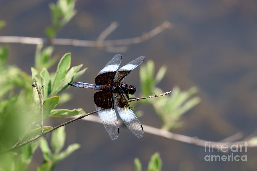 Widow Skimmer Dragonfly #1 Photograph by Tom Doud
