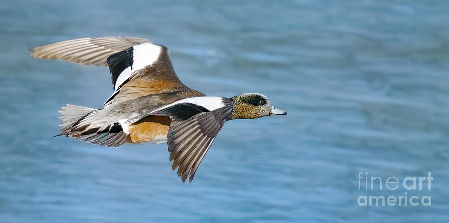 Feather Photograph - Wigeon Over Water #1 by Jim Wilce