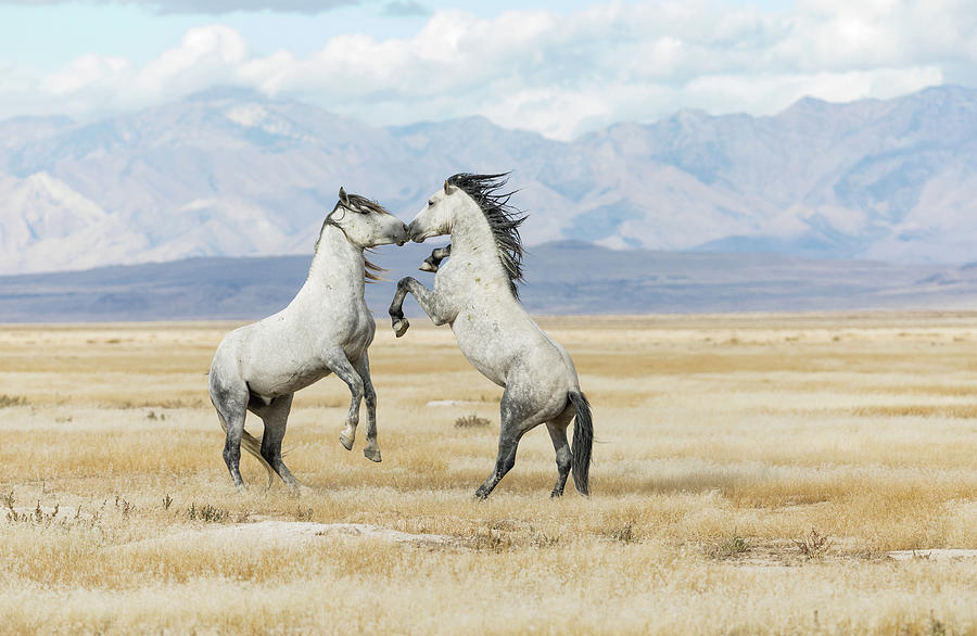 Stallions Photograph - Wild and Free #1 by Darlene Smith