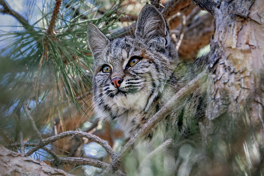 Wild bobcat #1 Photograph by John T Humphrey