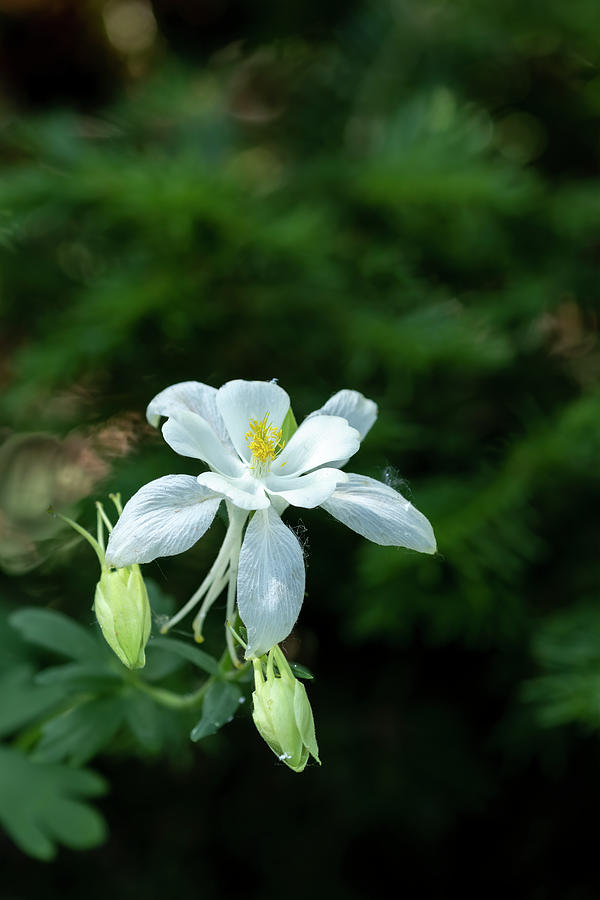 Wild Columbine Photograph by Laura Terriere