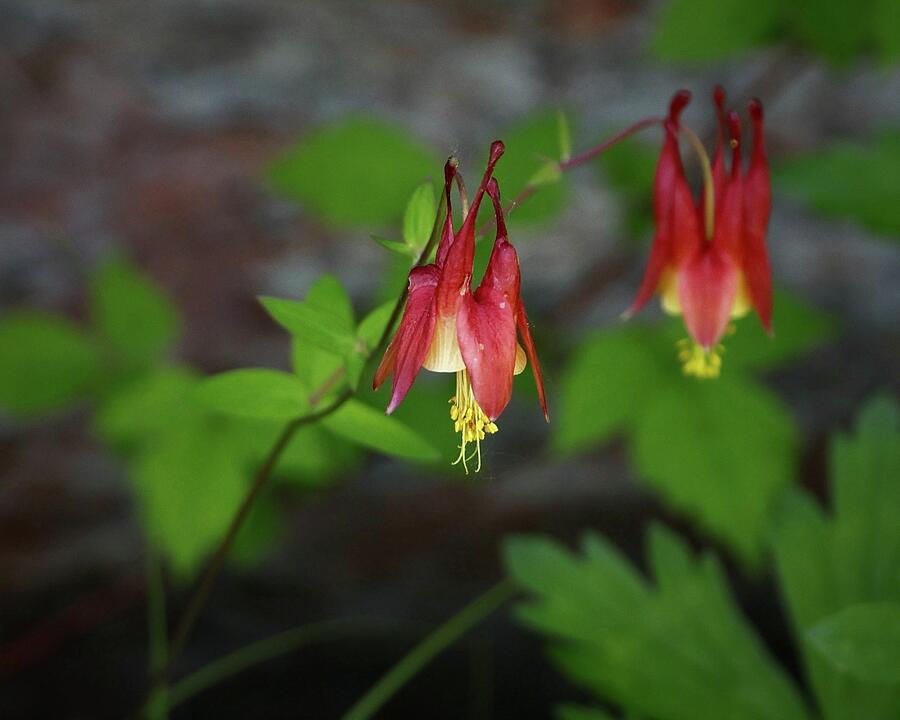 Wild Columbine #1 Photograph by Sarah Lilja Wild Columbine #1 Photograph by Sarah Lilja