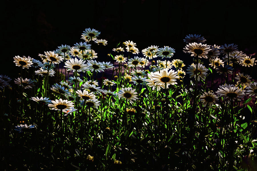 Wild Daisies #1 Photograph by David Patterson