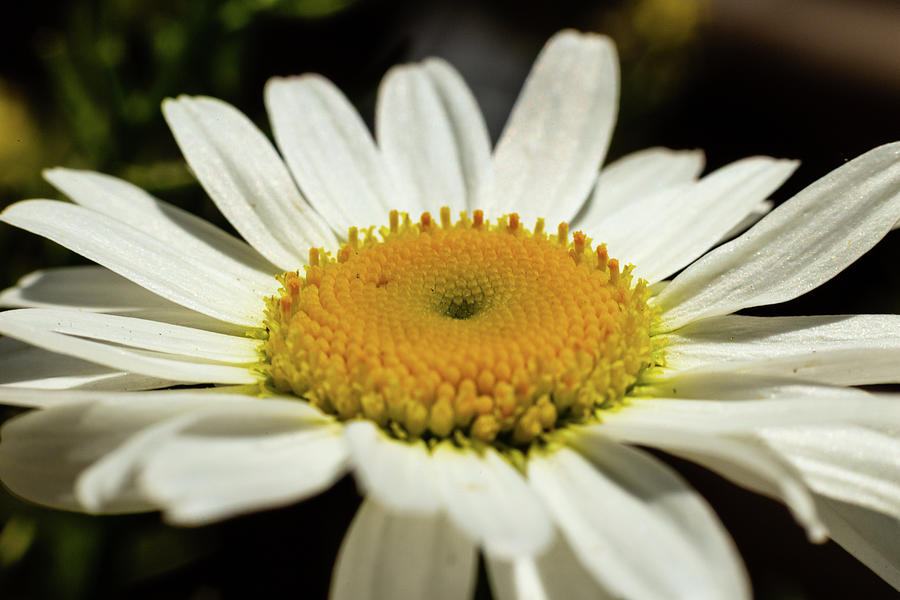 Wild Daisy #1 Photograph by SAURAVphoto Online Store