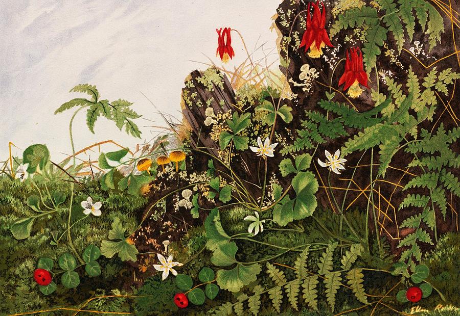 Nature Drawing - Wild Flowers No   art #1 by Ellen Robbins American