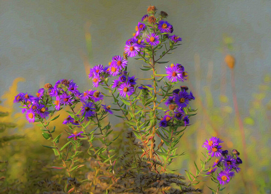 Wild Flowers Digital Art