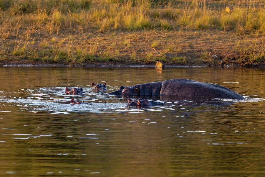 Wild Hippo, South Africa Safari Wildlife Photograph By Artush Foto 