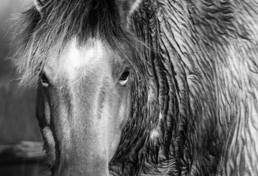 Wild Horse Close-up in Black and White #2 Photograph by Bob Decker