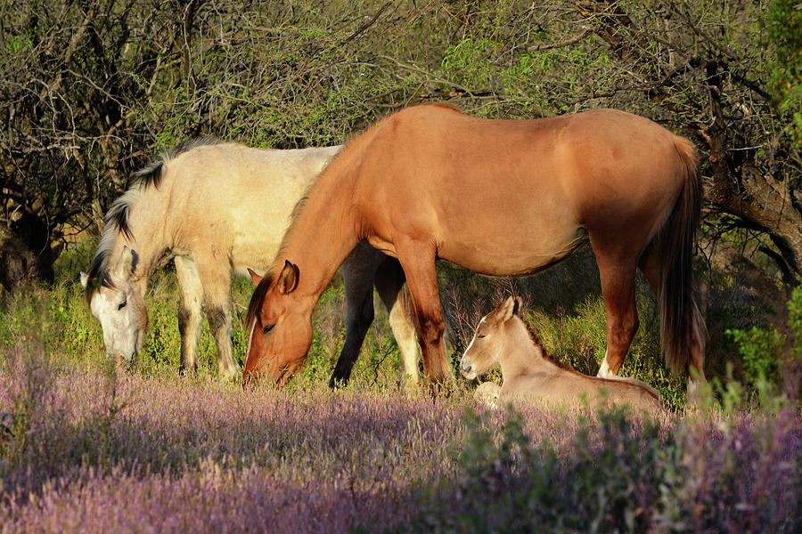 Wild Horse Family Photograph by Barbara Sophia Travels