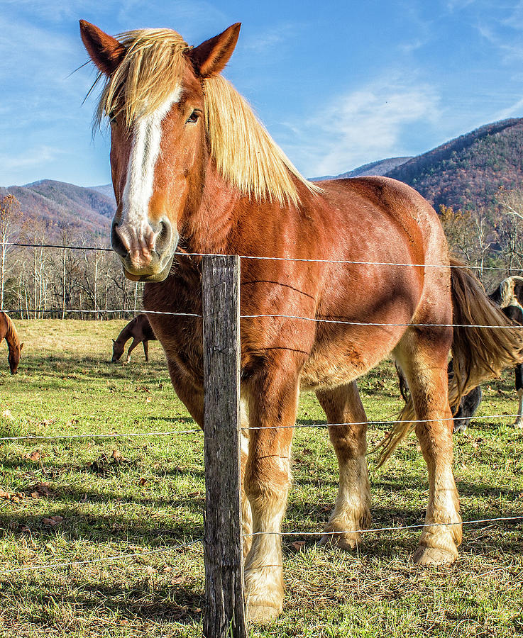 Wild Horse in Cades Cove  Great Smoky Mountain National Park #1 Photograph by Peter Ciro