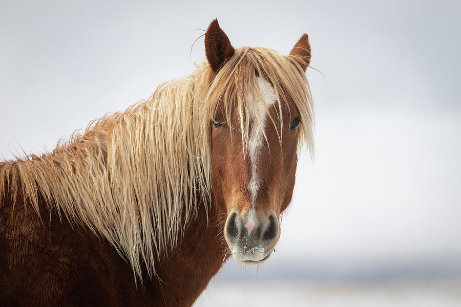 Wild Horse #1 Photograph by Julie Argyle