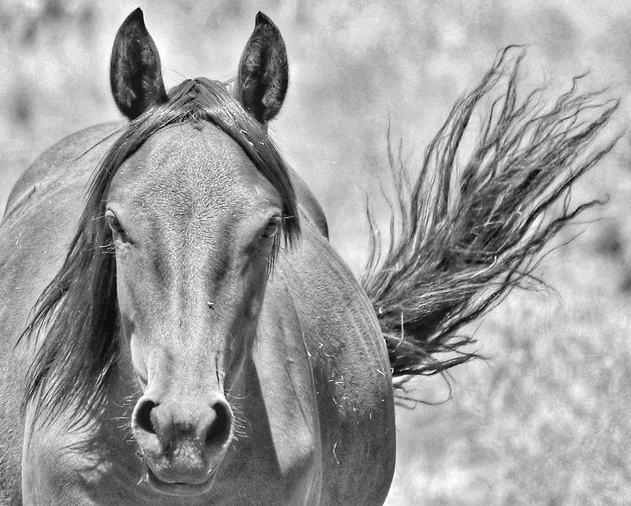 Wild horse of Washoe Lake Photograph by Cheryl Broumley - Fine Art America