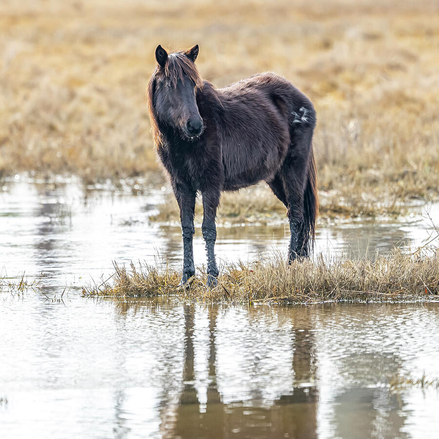 Wild Horse #1 Photograph by Paul Freidlund