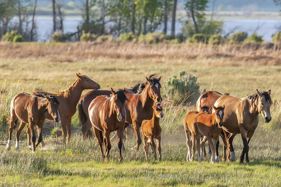 Wild Horses at Washoe Lake #1 Photograph by Marc Crumpler