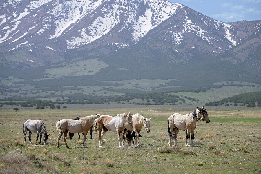 Wild Horses In Spring Photograph