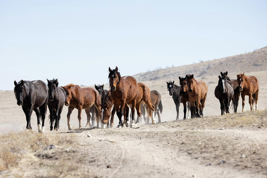 Wild Horses #1 Photograph by Julie Argyle