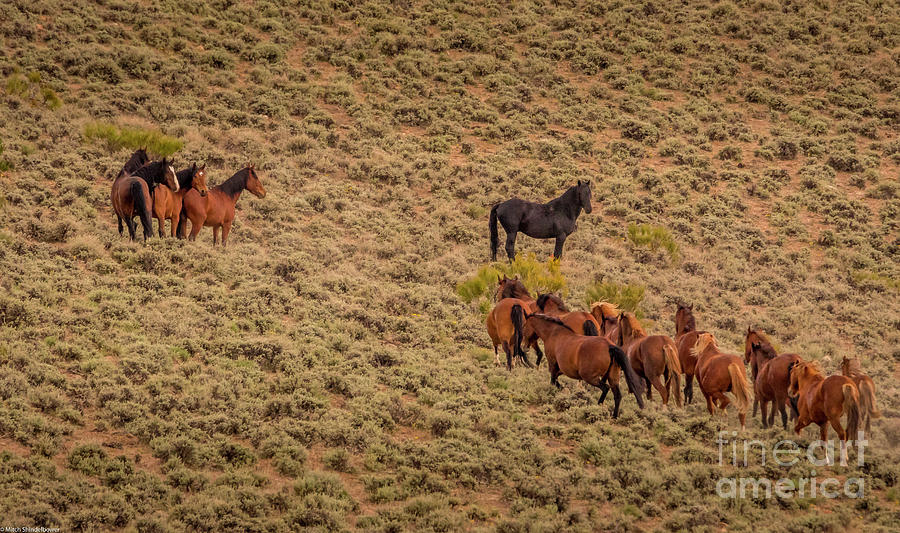 Wild Horses Of Nevada Photograph