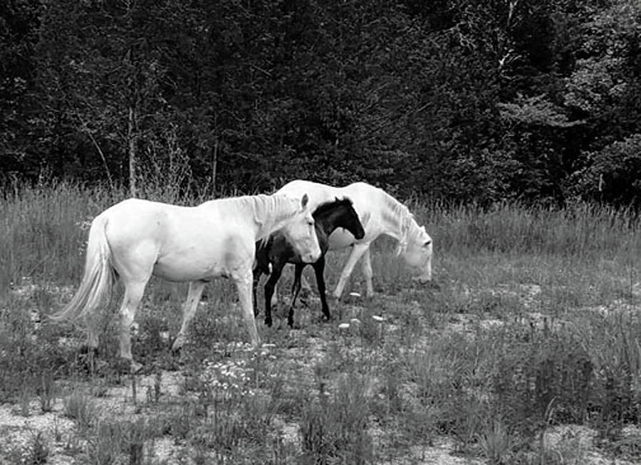 Wild Horses Photograph by Stephanie Lambert - Fine Art America