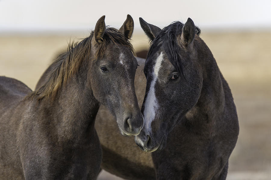 Wild Mustang Horses In The West Desert Of Utah #1 Photograph by Don Cook