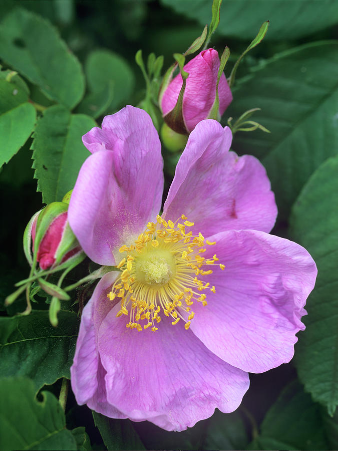 Nature Photograph - Wild Rose #1 by Tim Fitzharris