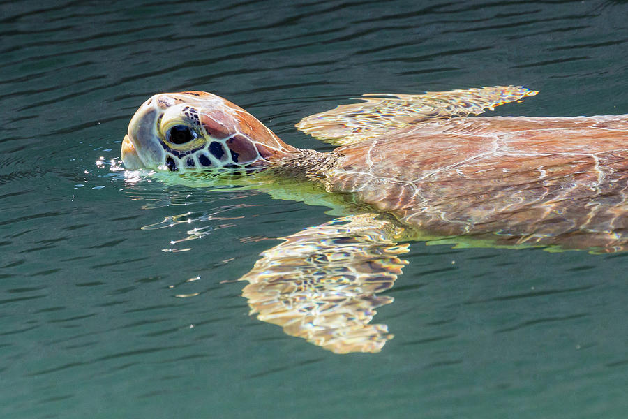 Wild Sea Turtle - Dry Tortugas Photograph by Patrick Barron - Pixels