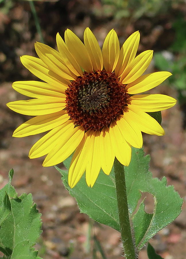 Wild Sunflower #2 Photograph by Katie Keenan