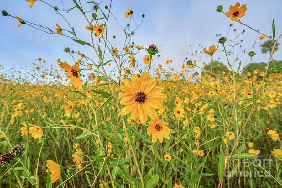 Wild Sunflowers #1 Photograph by Brian Kamprath
