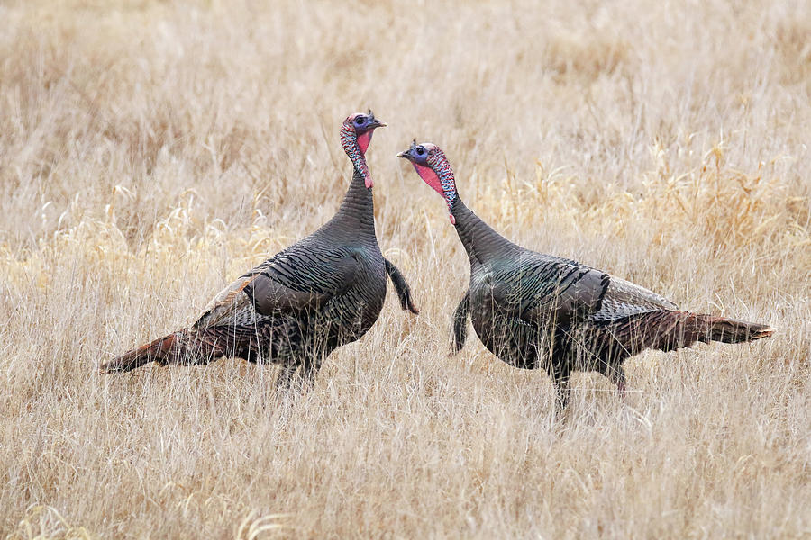 Wild Turkey #1 Photograph by Brook Burling