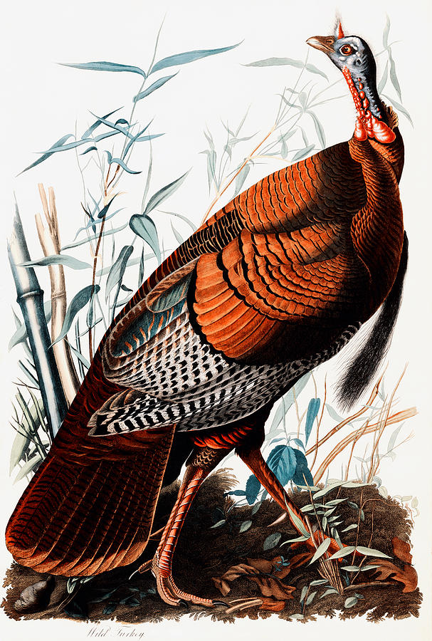 John James Audubon Drawing - Wild Turkey by John James Audubon  by Mango Art
