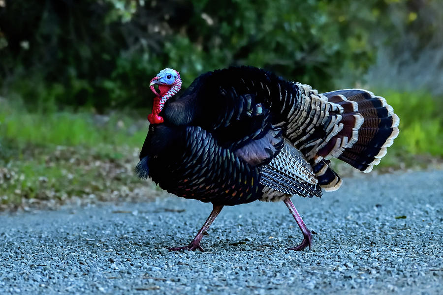Wild Turkey Portrait - San Antonio Park, Cupertino #1 Photograph by Amazing Action Photo Video
