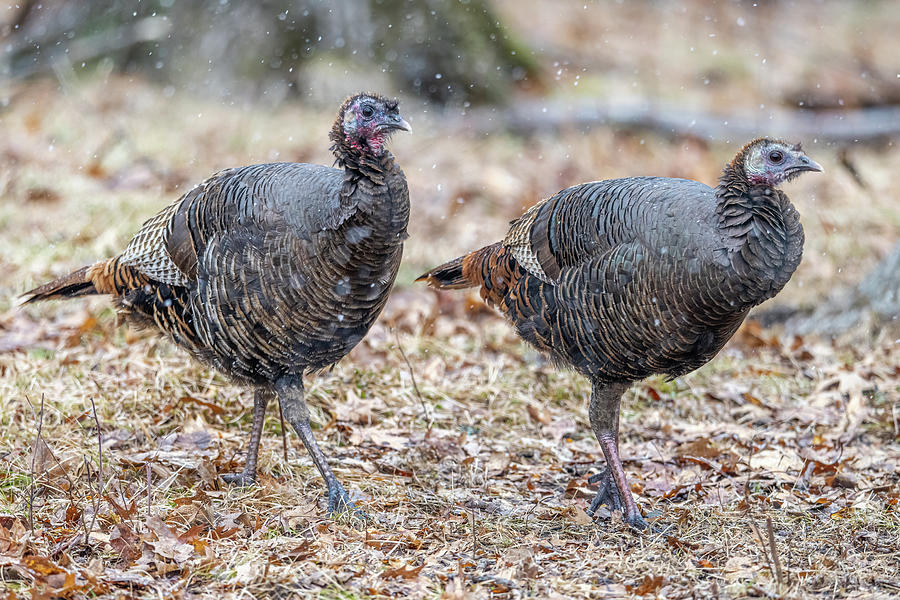 Wild Turkeys #1 Photograph by Paul Freidlund
