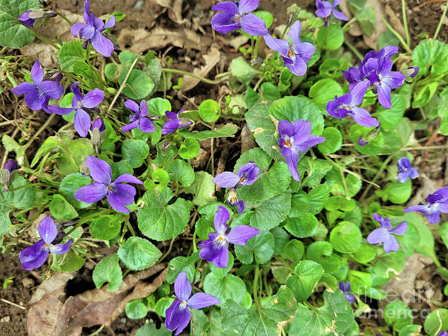Wild Violets  #2 Photograph by Norma Appleton