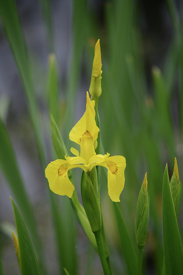 Wild Yellow Iris #1 Photograph by Whispering Peaks Photography