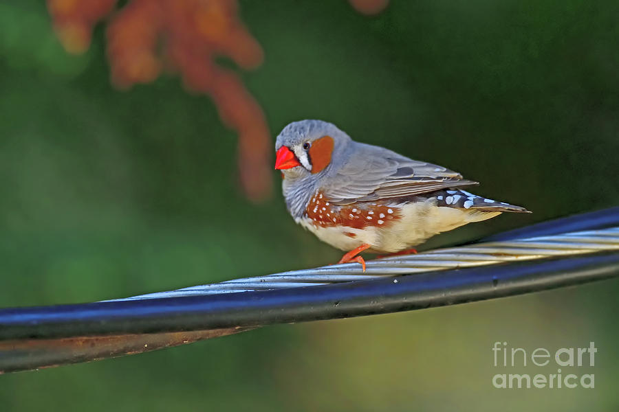 Wild Zebra Finch #1 Photograph by Amazing Action Photo Video