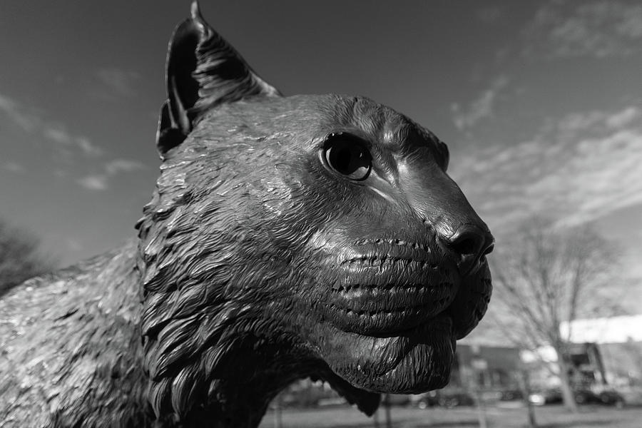Wildcat statue at the University of Kentucky in black and white #1 Photograph by Eldon McGraw