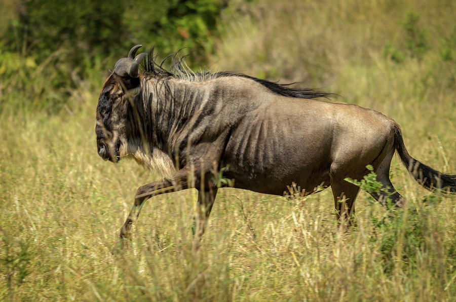 Wildebeest Alone #1 Photograph by Adrian O Brien